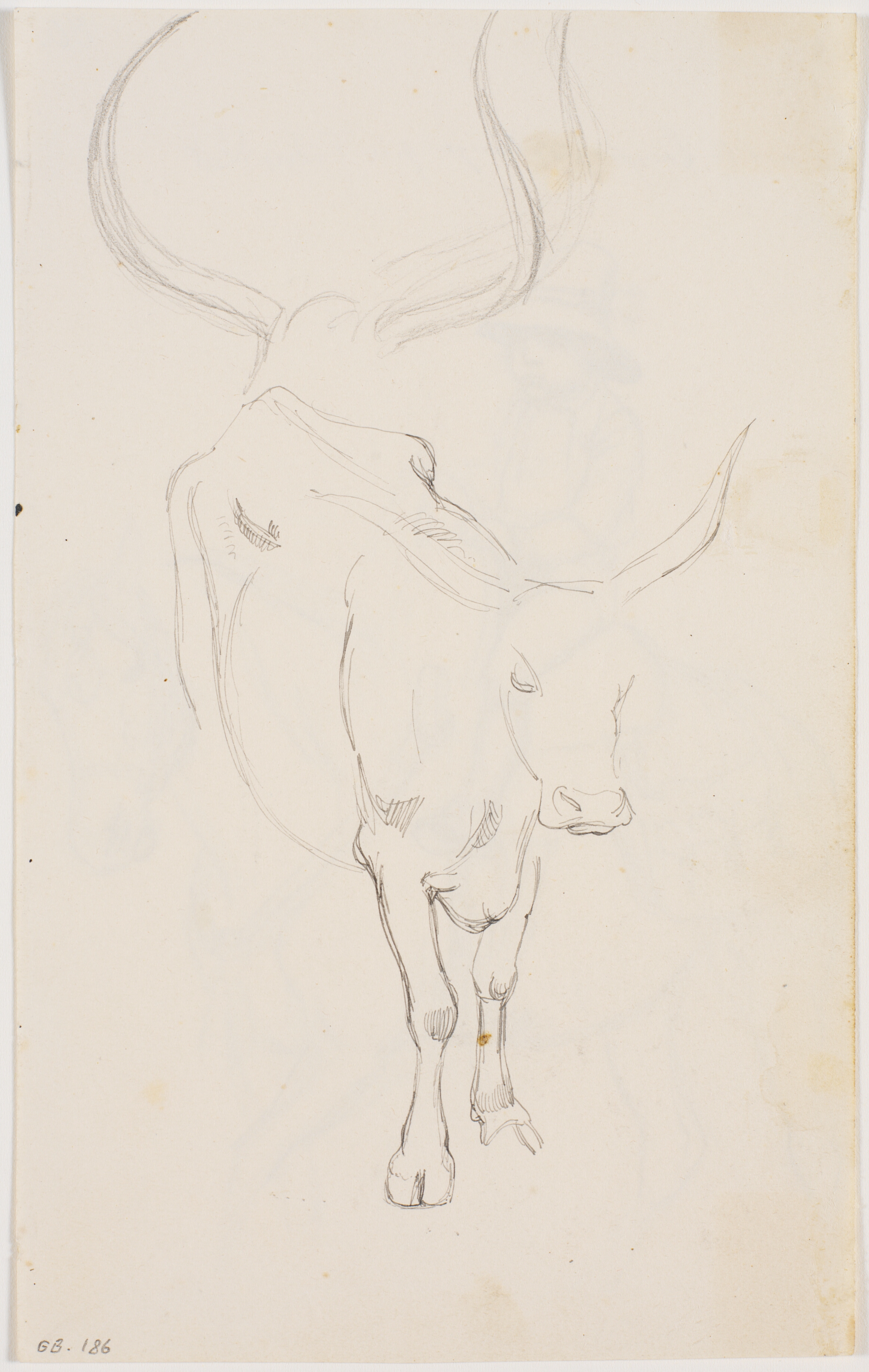 Studie af en stående okse, øverst blyantstudie af oksehorn